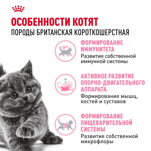 Сухой корм Royal Canin Kitten British Shorthair для котят, 400 г фото 2