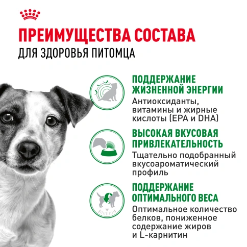 Сухой корм Royal Canin Mini Adult 8+ для пожилых собак, 4 кг фото 3