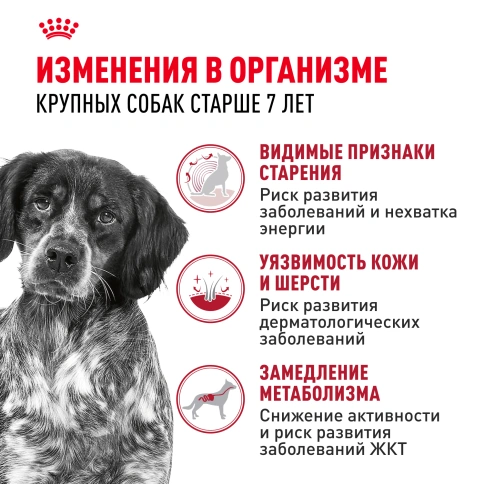 Сухой корм Royal Canin Medium Adult 7+ для собак, 4 кг фото 2