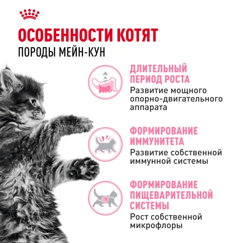 Сухой корм Royal Canin Kitten Maine Coon для котят, 2 кг фото 2