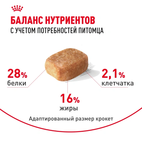 Сухой корм Royal Canin Chihuahua Adult для собак породы чихуахуа, 500 г фото 4