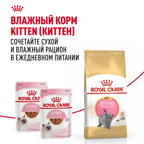 Сухой корм Royal Canin Kitten British Shorthair для котят, 2 кг фото 8